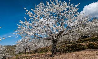 Cuando florecen los cerezos en el Valle del Jerte este año: todo lo que necesitas saber para planear una escapada rural perfecta