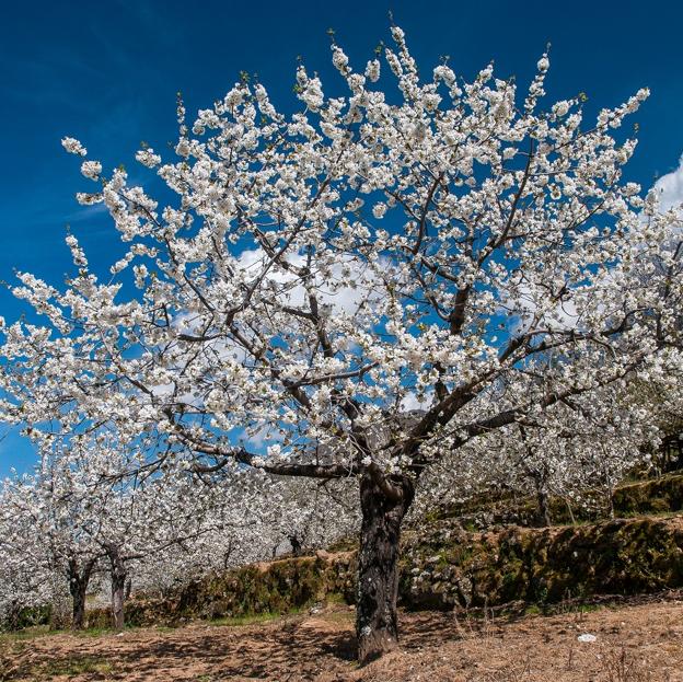 Cuando florecen los cerezos en el Valle del Jerte este año: todo lo que necesitas saber para planear una escapada rural perfecta 