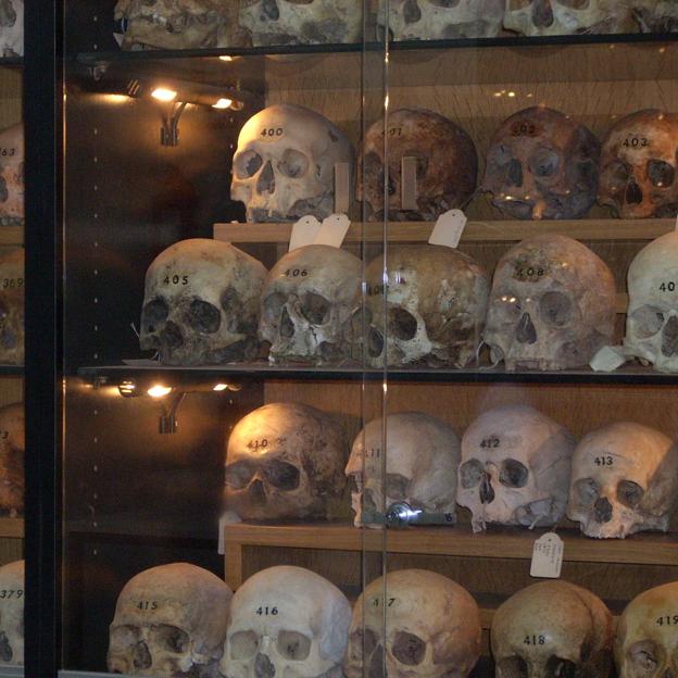 Museo de Antropología Médica, Forense Paleopatología y Criminalística Profesor Reverte Coma