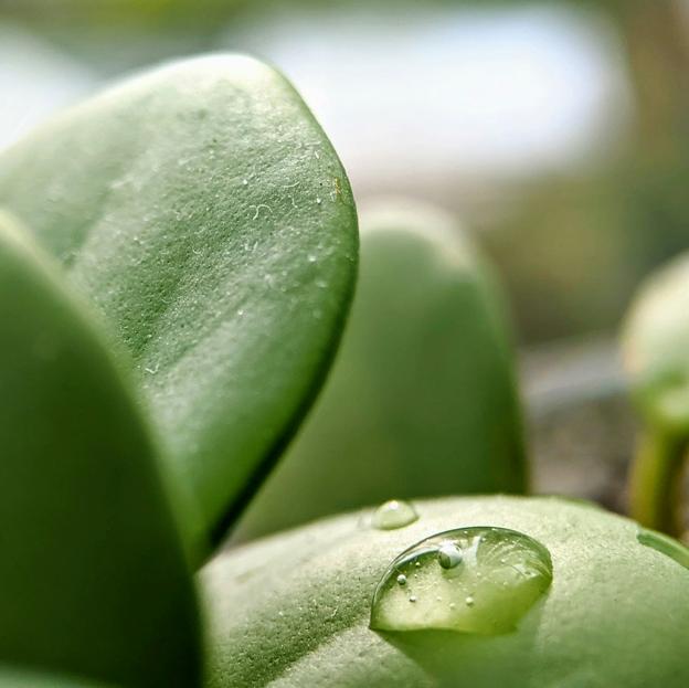 La planta de jade no precisa mucha agua y, aunque necesita luz, esta no debe ser directa. 