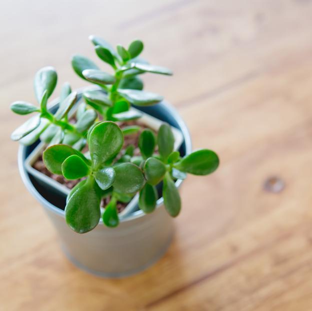 La planta de jade es una de las más resistentes. 