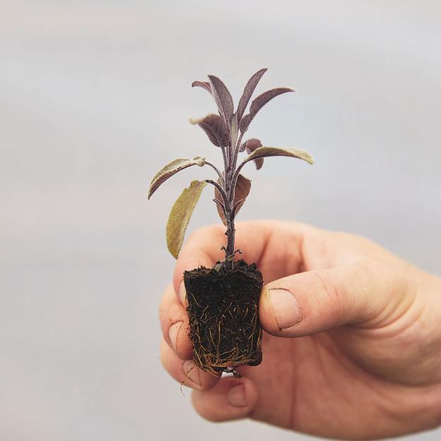 Una planta en su fase de desarrollo de las hojas es el punto de partida de una fabulosa aventura de cultivo de plantas aromáticas.