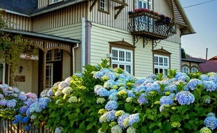 Cómo cuidar las hortensias en verano: dónde plantarlas y qué riego y luz necesitan