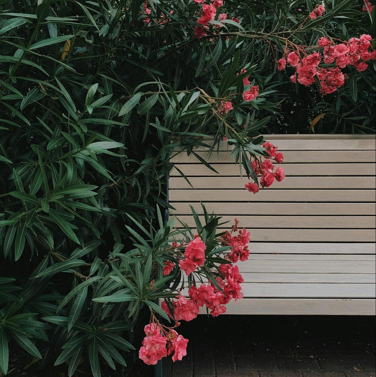 Las adelfas son plantas muy fáciles de cuidar, pero también son venenosas. /Foto de Kseniya Budko en Pexels.