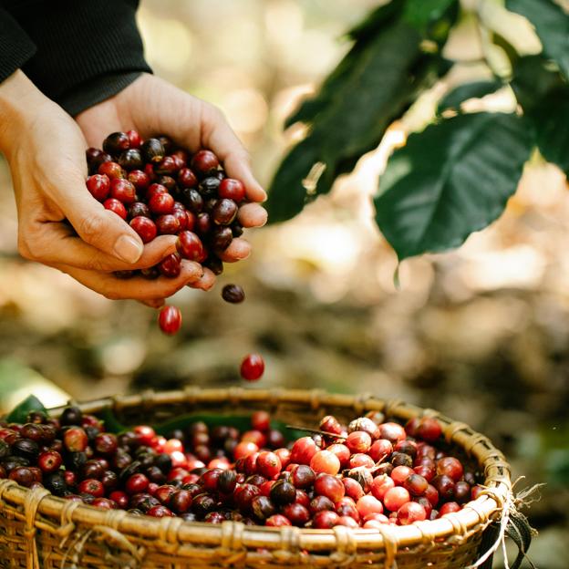 Mujer recolectando frutos rojos para su consumo. 