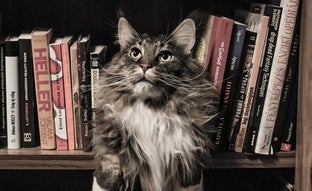 Perros, gatos y demás bestias: once libros con animales como protagonistas que te van a conquistar