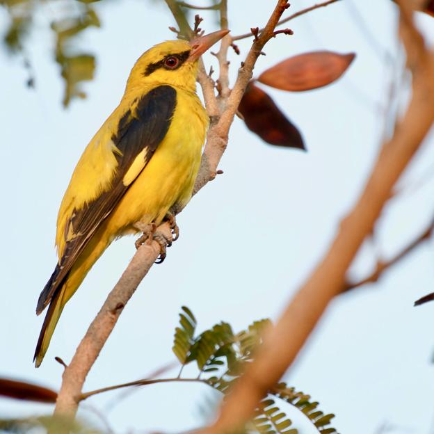 La oropéndola es una de las aves que forma parte del poemario que les dedica Emily Dickinson. 