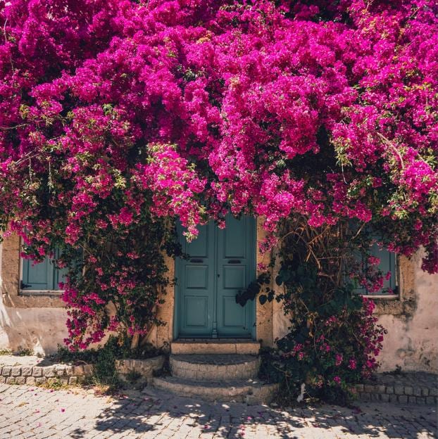 Cómo cuidar las buganvillas después del verano para que estén preciosas y con flores todo el año