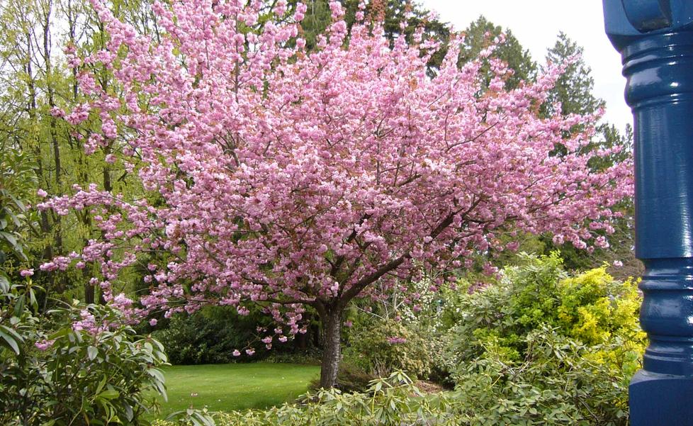 Los árboles frutales más fáciles de cultivar en el jardín o la terraza: cuidados, poda y riego después del verano