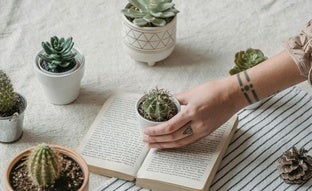 Cuándo regar tus cactus: tipos, cuidados fáciles y beneficios (según el Feng Shui)