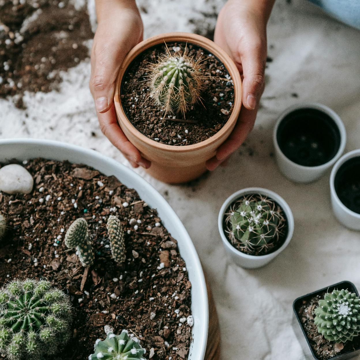 Los cuidados fáciles de los cactus./pexels