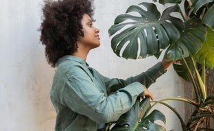 Cómo cuidar la Monstera o Costilla de Adán: la planta de interior favorita de tu abuela que arrasa en TikTok