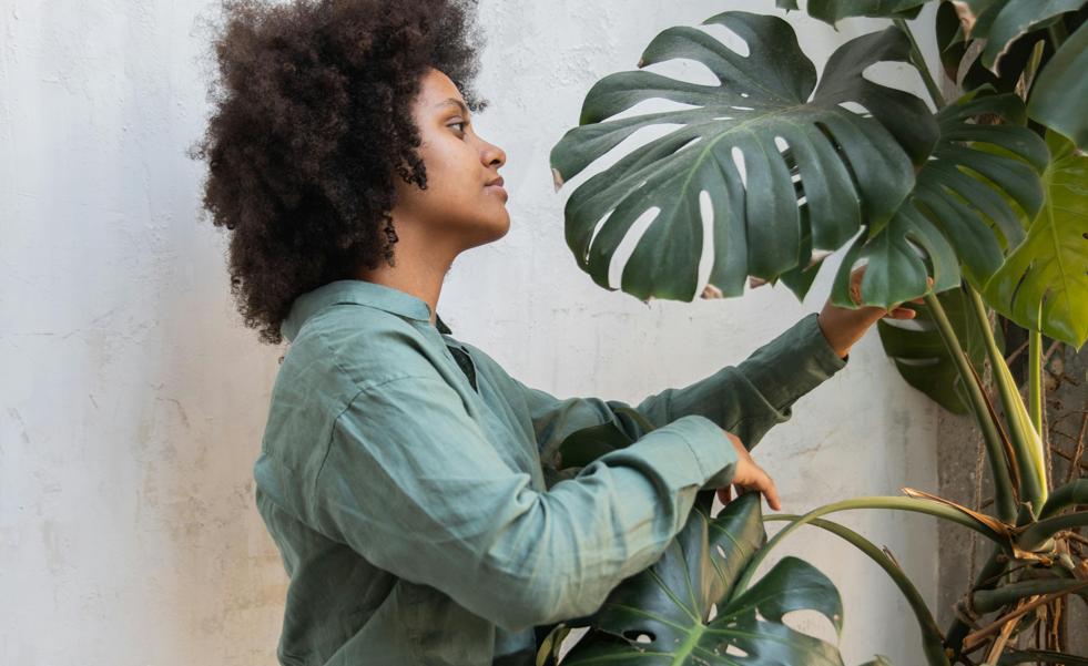 Cómo cuidar la Monstera o Costilla de Adán: la planta de interior favorita de tu abuela que arrasa en TikTok