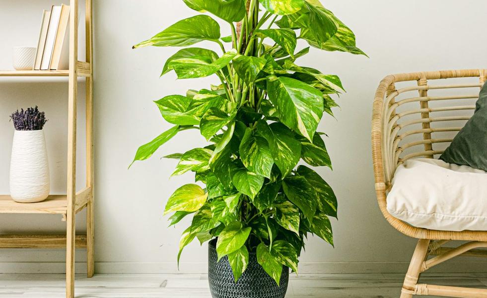 Poto, la planta de interior más resistente y fácil de cuidar: necesita muy poco riego y mucha luz