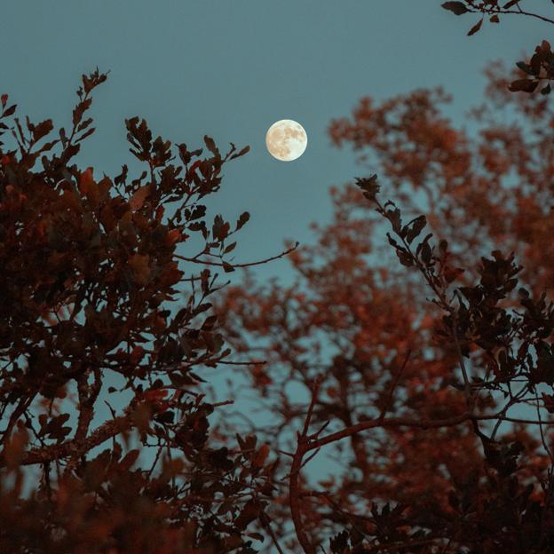 Luna llena vista desde un bosque otoñal. 