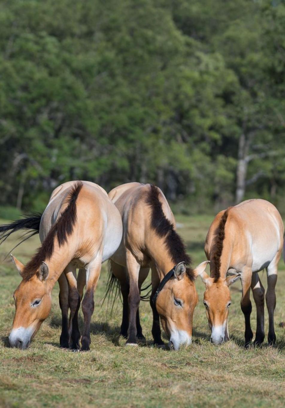 Cartier for Nature y Rewilding Europe: recuperar la belleza salvaje es el verdadero lujo