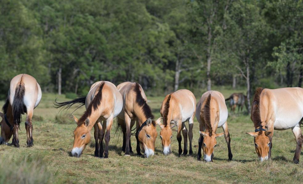 Cartier for Nature y Rewilding Europe: recuperar la belleza salvaje es el verdadero lujo