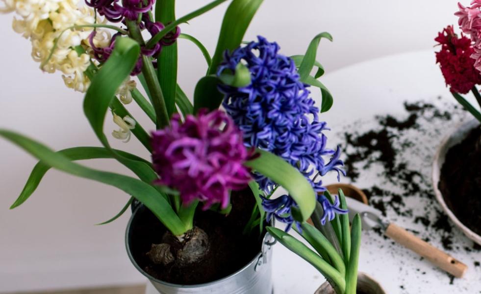 Cómo forzar los bulbos de jacinto para que florezcan en invierno: las plantas más bonitas y fáciles de cuidar todo el año