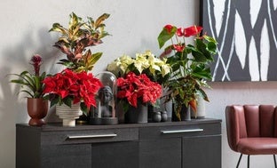 Cuatro expertos en plantas nos explican cómo cuidar la Poinsettia o Flor de Pascua para que esté preciosa todo el año