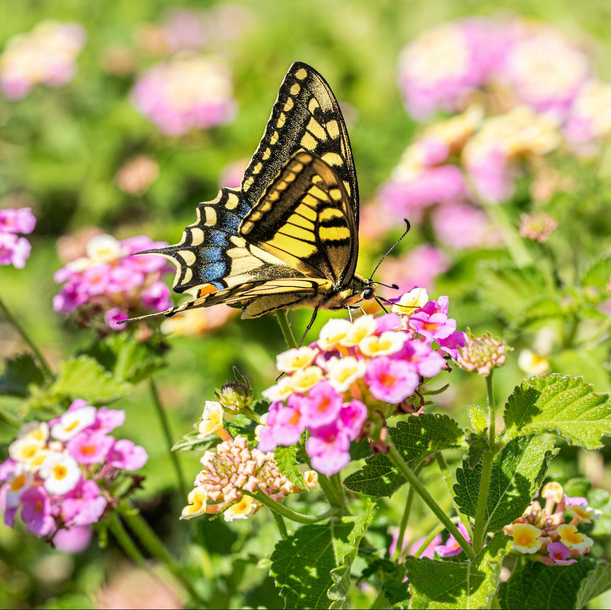 Lantana, la preciosa planta que da flores todo el año y es más fácil de cuidar que las petunias y los geranios