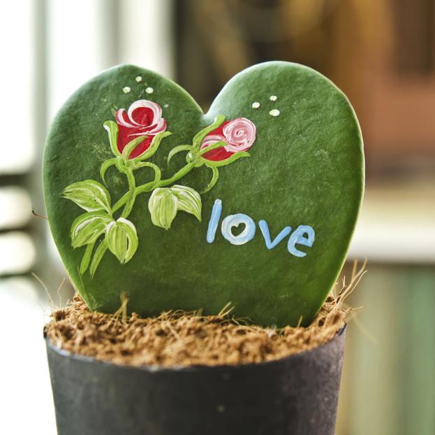 Las mejores plantas para regalar en San Valentín: flores que pueden durar toda la vida