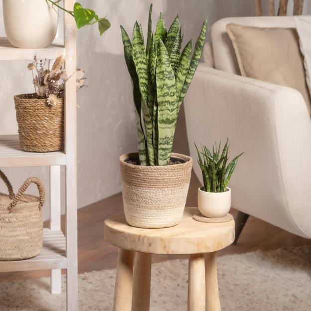 Lengua de suegra o Sansevieria, la planta de interior que purifica el aire, atrae la buena suerte y es muy fácil de cuidar