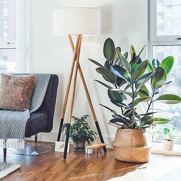 Ficus, la planta fácil de cuidar que refresca tu casa en verano y mejora la calidad del aire