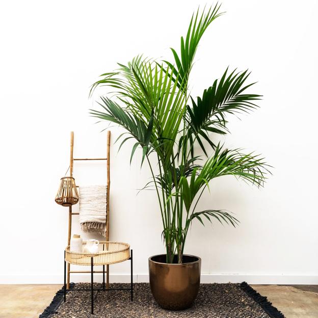 Kentia, una palmera exótica y elegante muy fácil de cuidar en casa