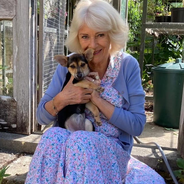 La reina Camilla presenta al miembro más reciente de la familia real británica: así es Moley