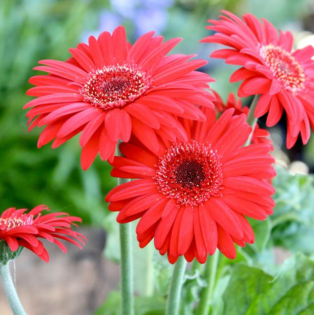 Gerbera, la margarita africana resistente al sol y muy fácil de cuidar que llenará tu jardín de flores este verano