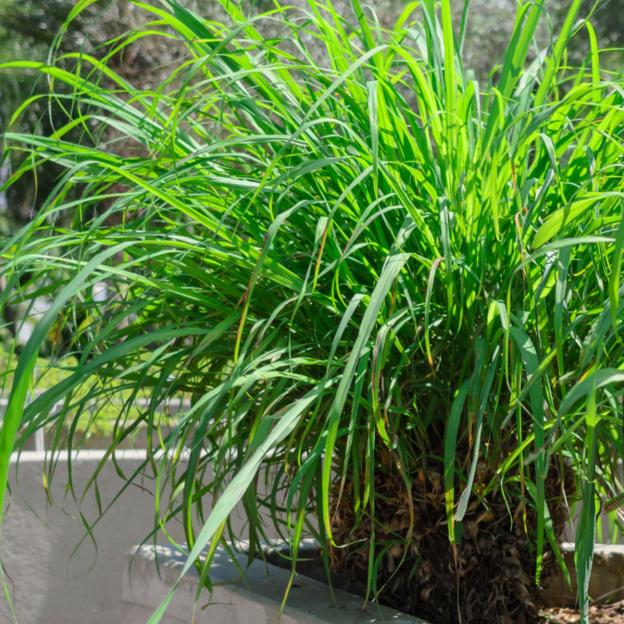 Citronella o hierba de limón, la planta antimosquitos que refresca tu casa y es muy fácil de cuidar